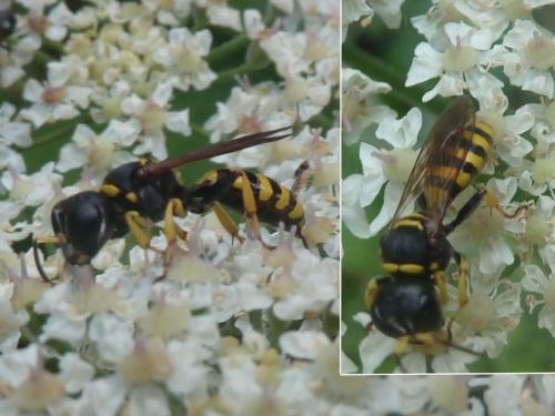 Ectemnius lituratus